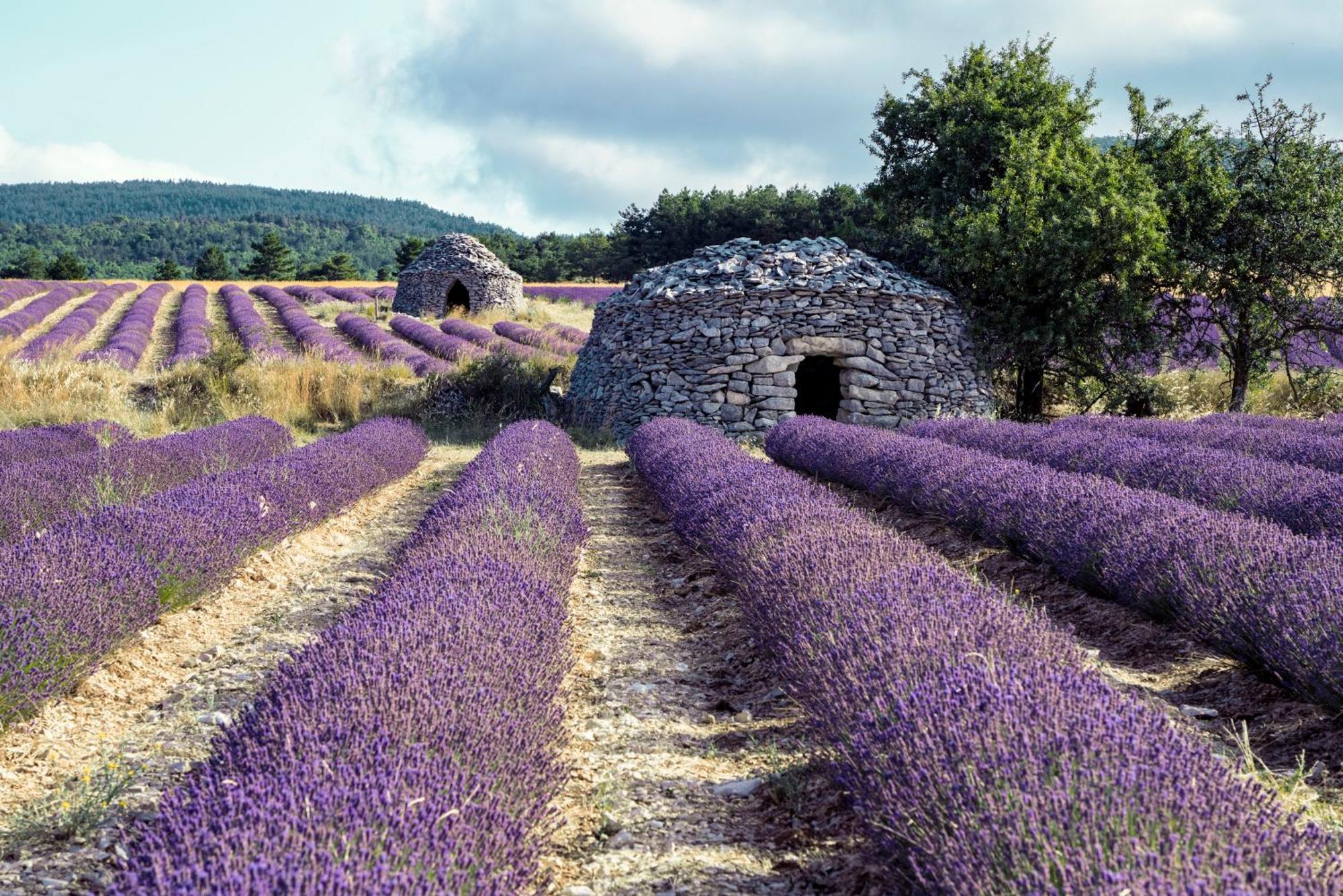 Le Cabanon Des Lavandes Entre Mont Ventoux Et Luberon Сол-де-Воклюз Екстериор снимка